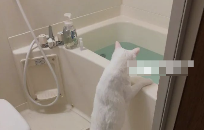 抖音相扑猫浴缸视频什么梗,发生了什么?-1 抖音相扑猫浴缸视频什么梗,发生了什么?